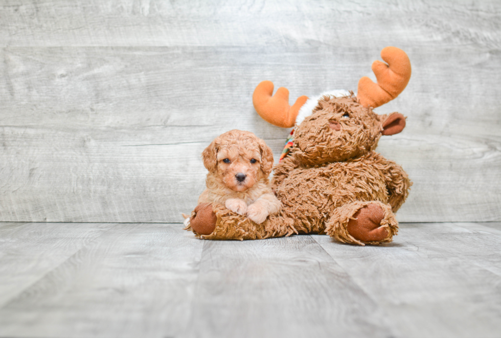 Cavapoo Pup Being Cute