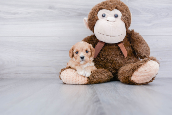 Cavachon Pup Being Cute