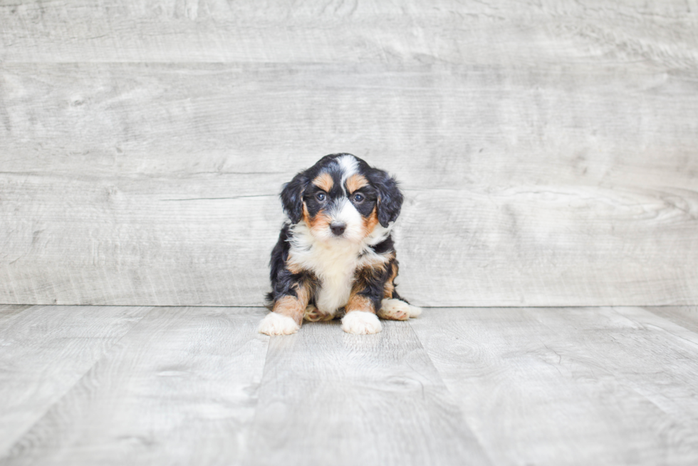 Playful Mini Berniedoodle Poodle Mix Puppy