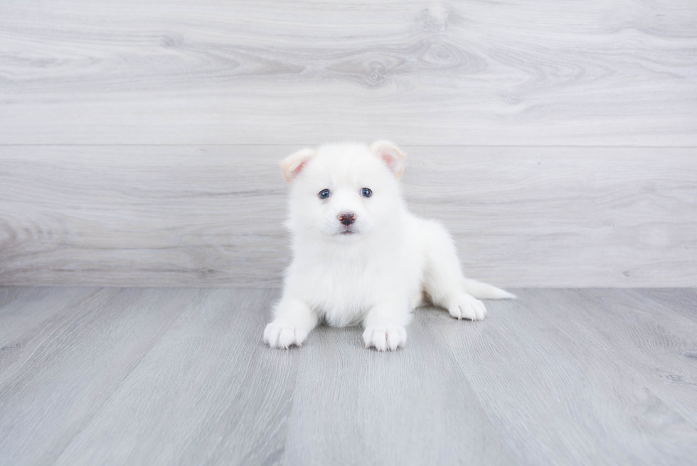 Pomsky Pup Being Cute