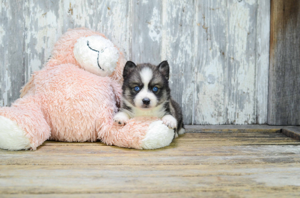 Happy Pomsky Baby