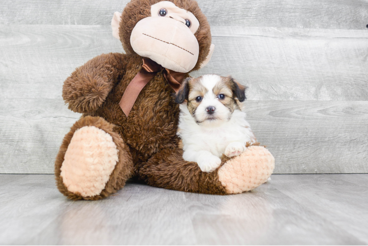 Teddy Bear Pup Being Cute