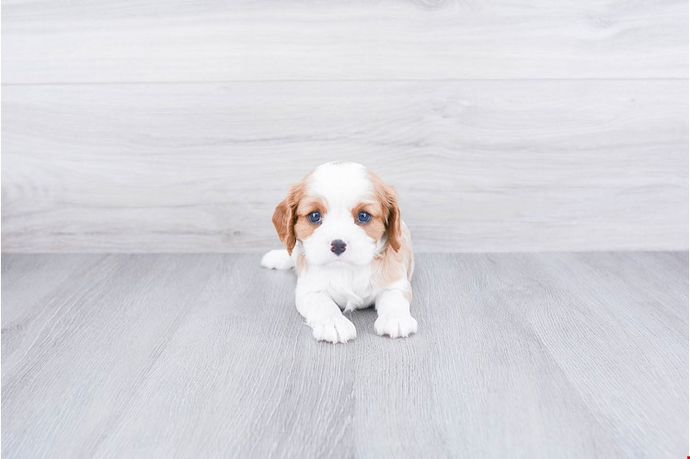 Cute Cavalier King Charles Spaniel Purebred Puppy