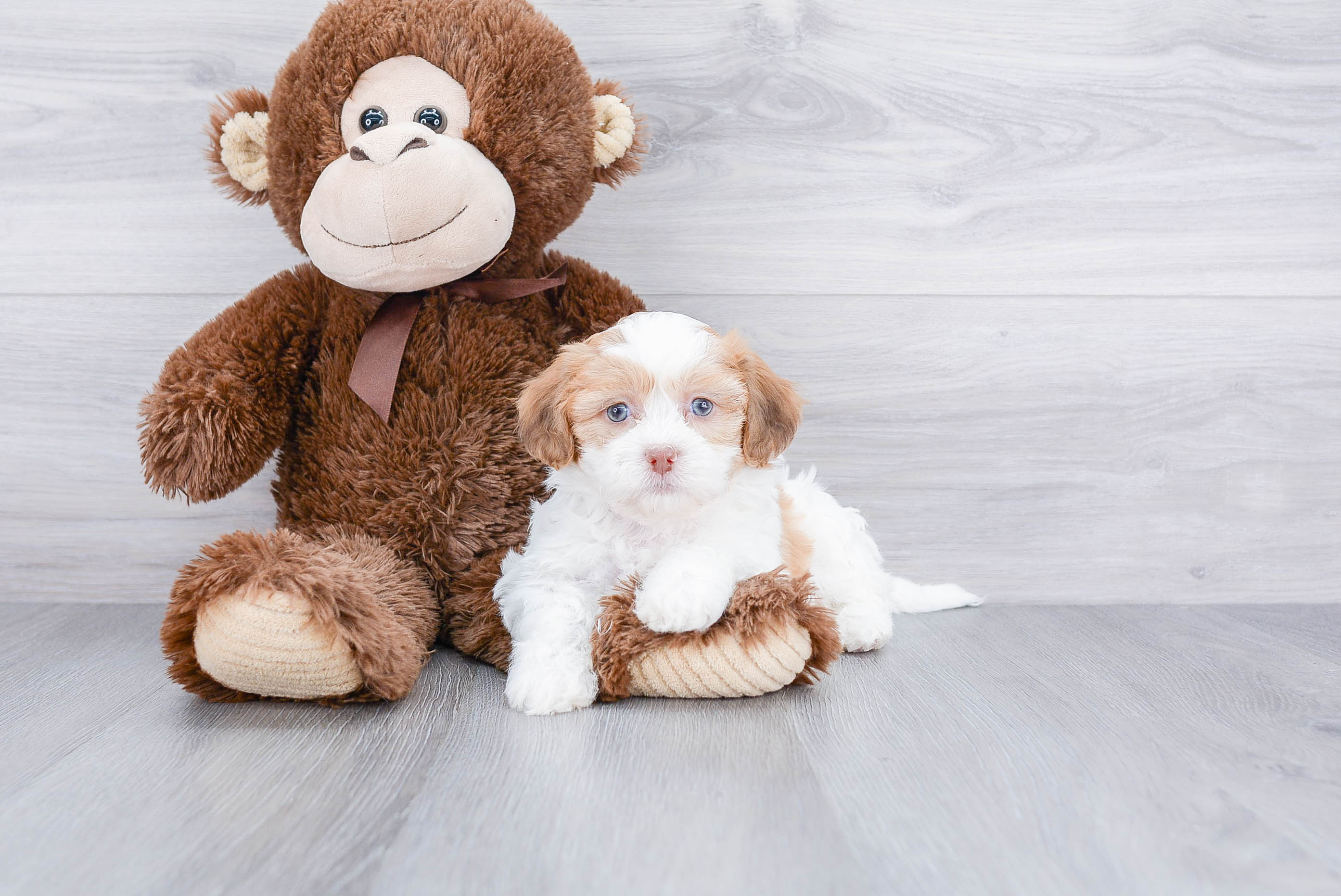 Teddy Bear Puppy for Adoption