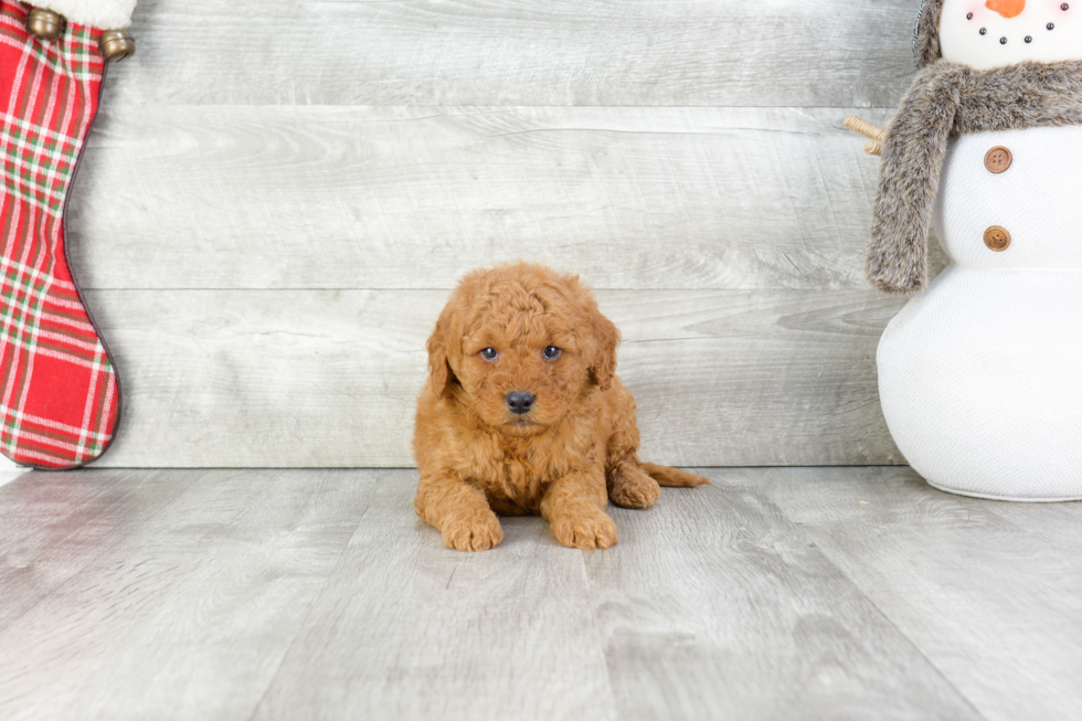 Cute Mini Goldendoodle Baby