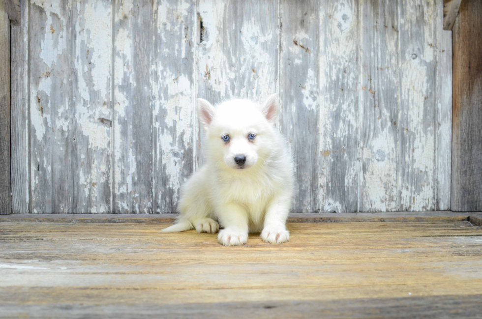 Pomsky Pup Being Cute