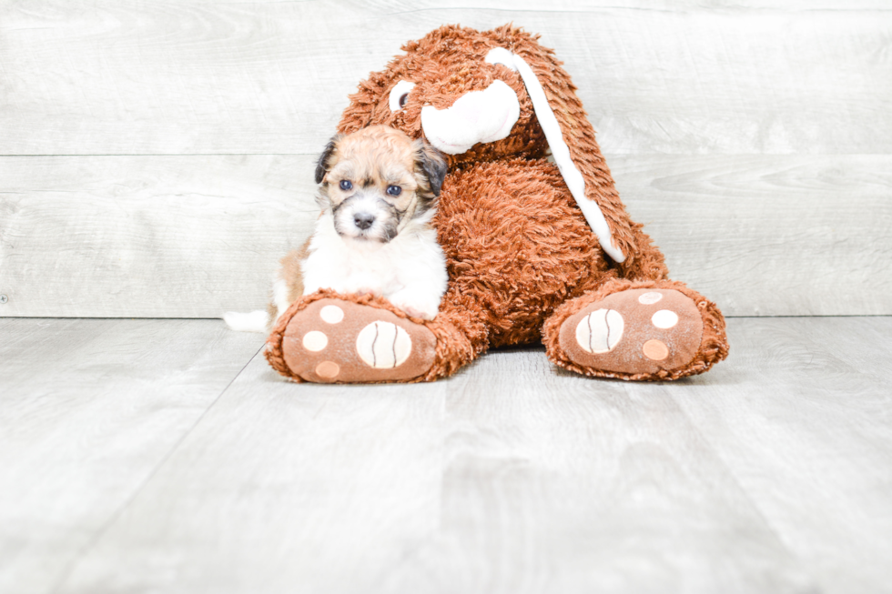 Energetic Havanese Purebred Puppy