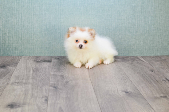 Little Pomeranian Baby