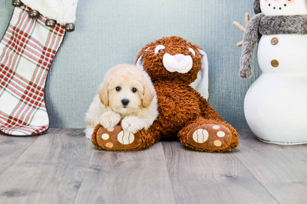 Maltipoo Puppy for Adoption