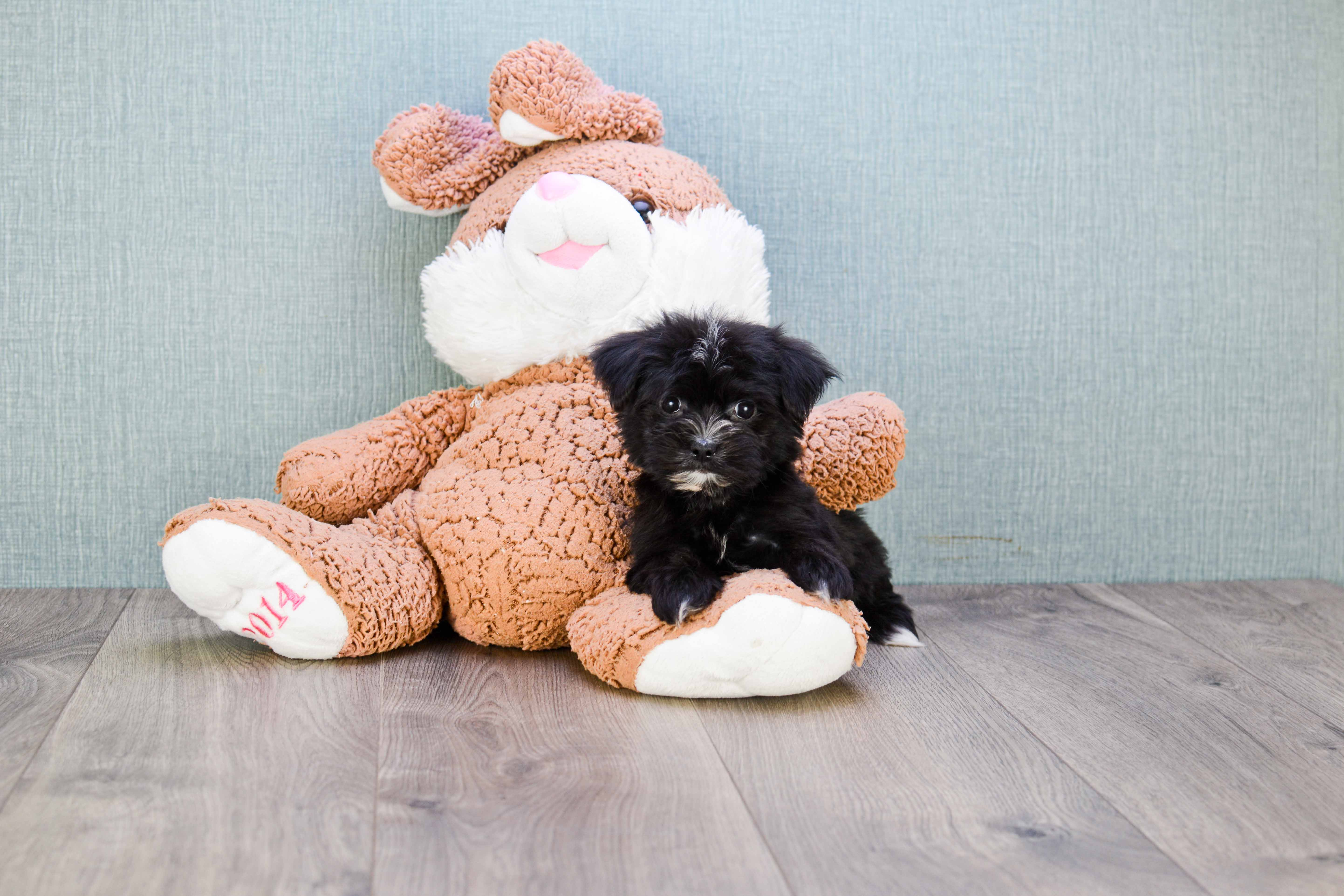 Morkie Pup Being Cute