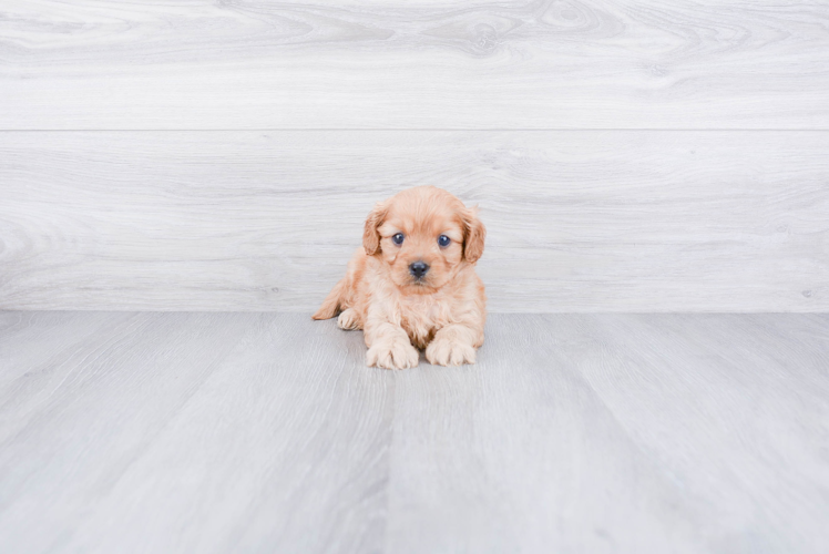 Happy Cavapoo Baby