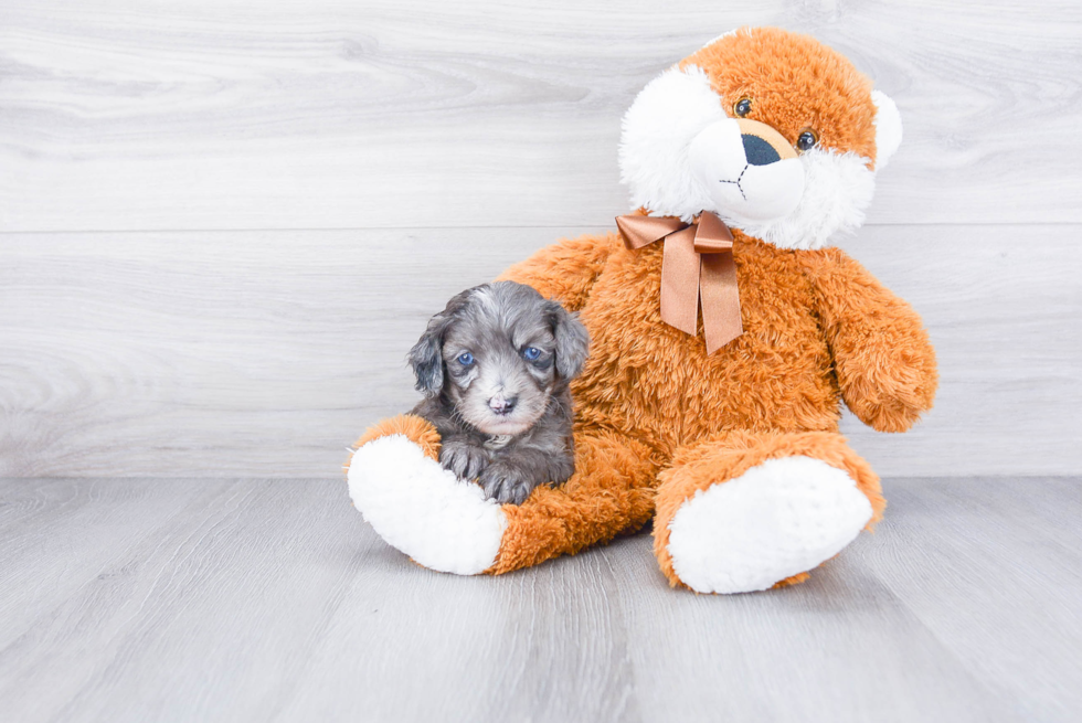 Mini Aussiedoodle Pup Being Cute