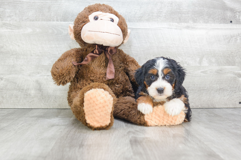 Mini Bernedoodle Puppy for Adoption