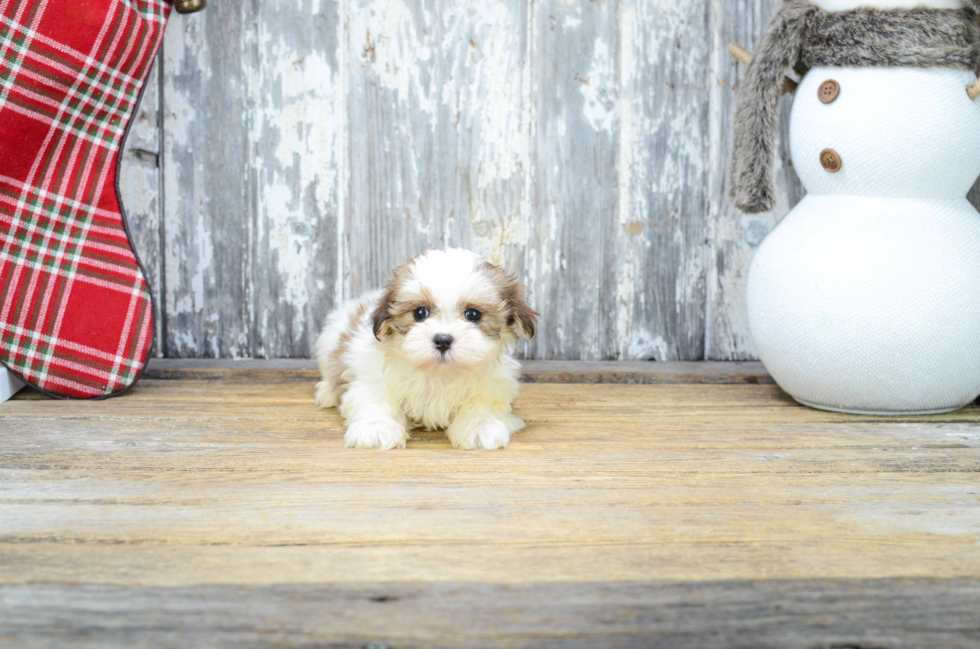 Hypoallergenic Shi Chon Designer Puppy