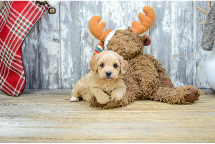 Cavapoo Puppy for Adoption