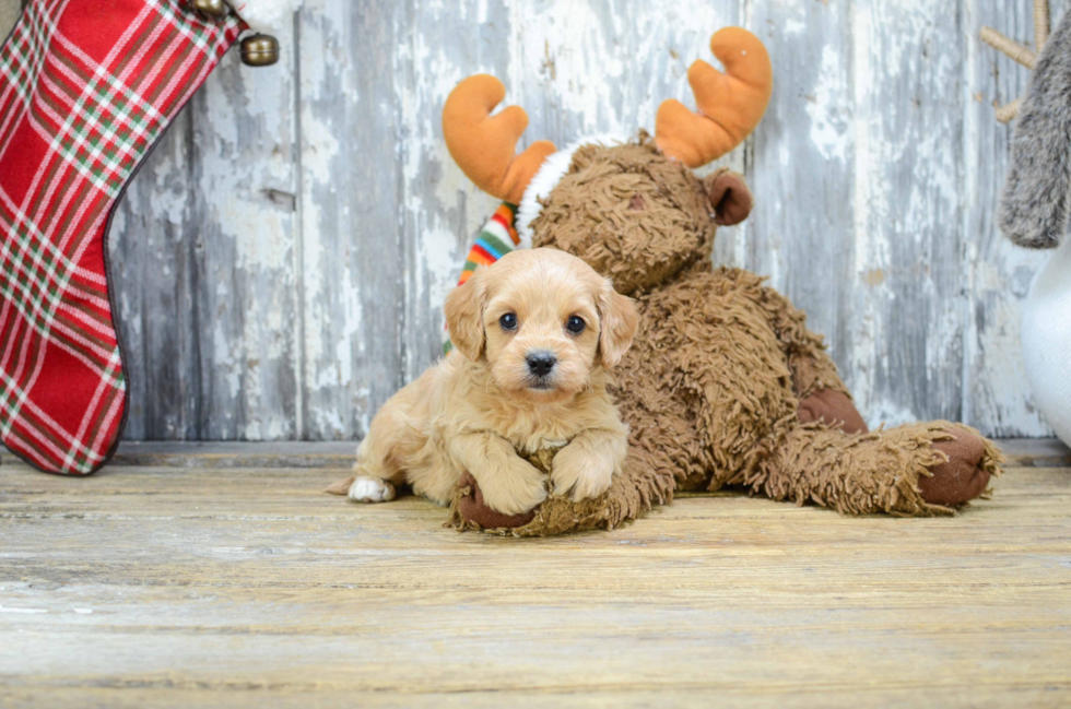 Cavapoo Puppy for Adoption