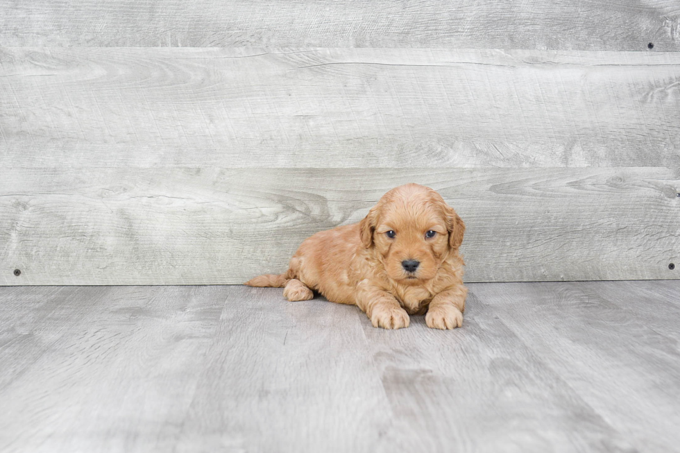 Hypoallergenic Golden Retriever Poodle Mix Puppy