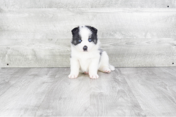 Pomsky Puppy for Adoption