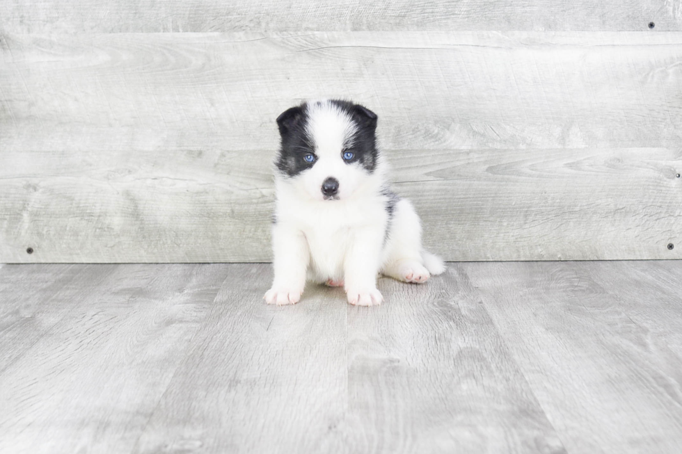 Pomsky Puppy for Adoption