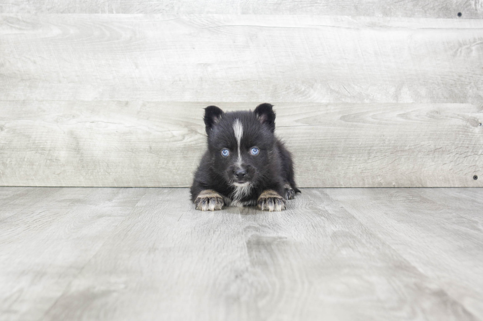 Hypoallergenic Mini Husky Designer Puppy