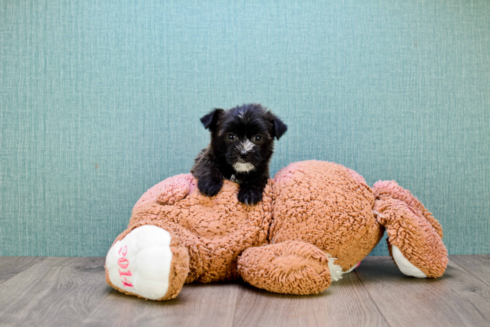 Adorable Yorkie Designer Puppy