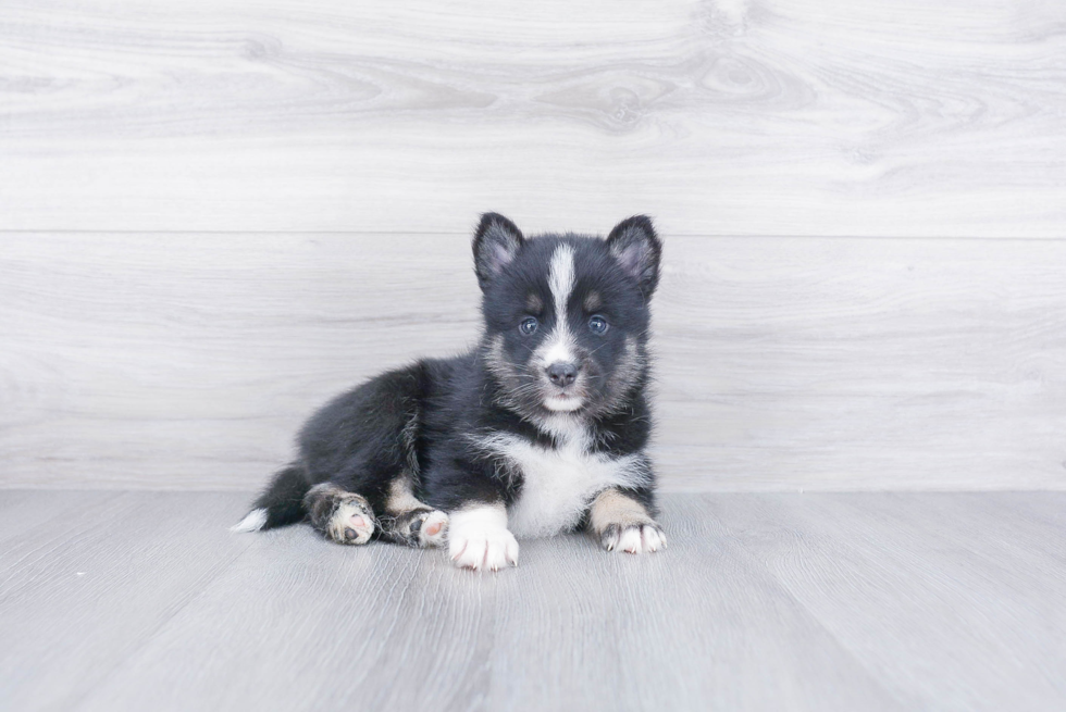 Pomsky Puppy for Adoption