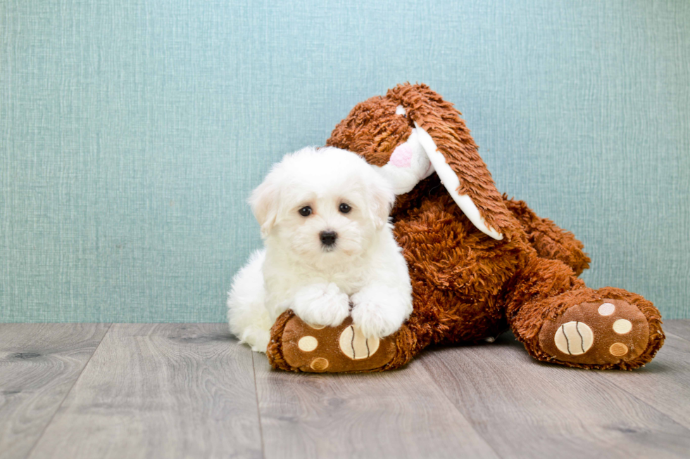 Cute Maltese Purebred Puppy