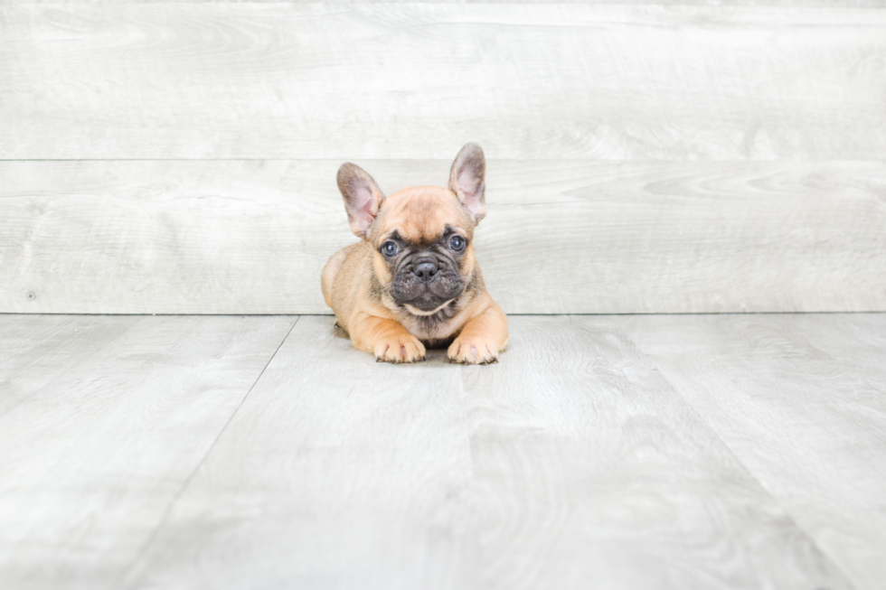 French Bulldog Puppy for Adoption