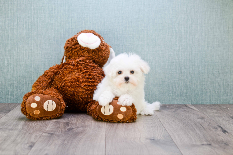 Maltipoo Pup Being Cute