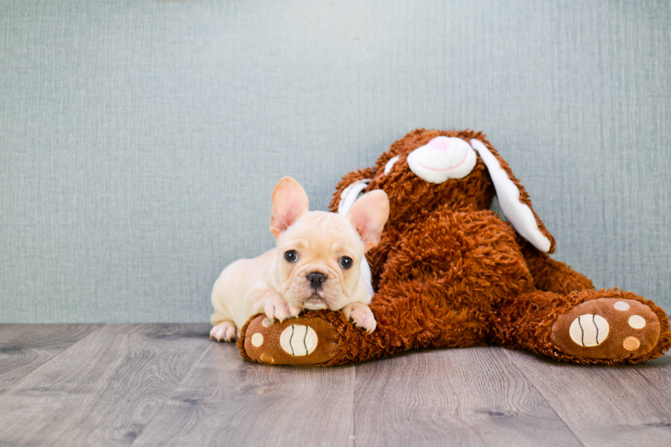 French Bulldog Pup Being Cute