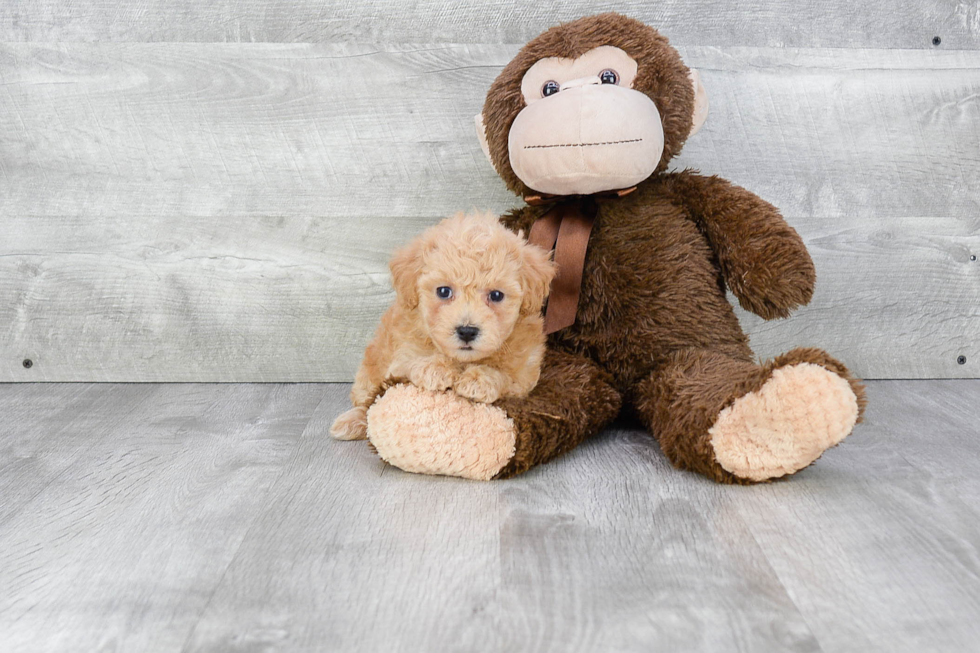 Maltipoo Pup Being Cute