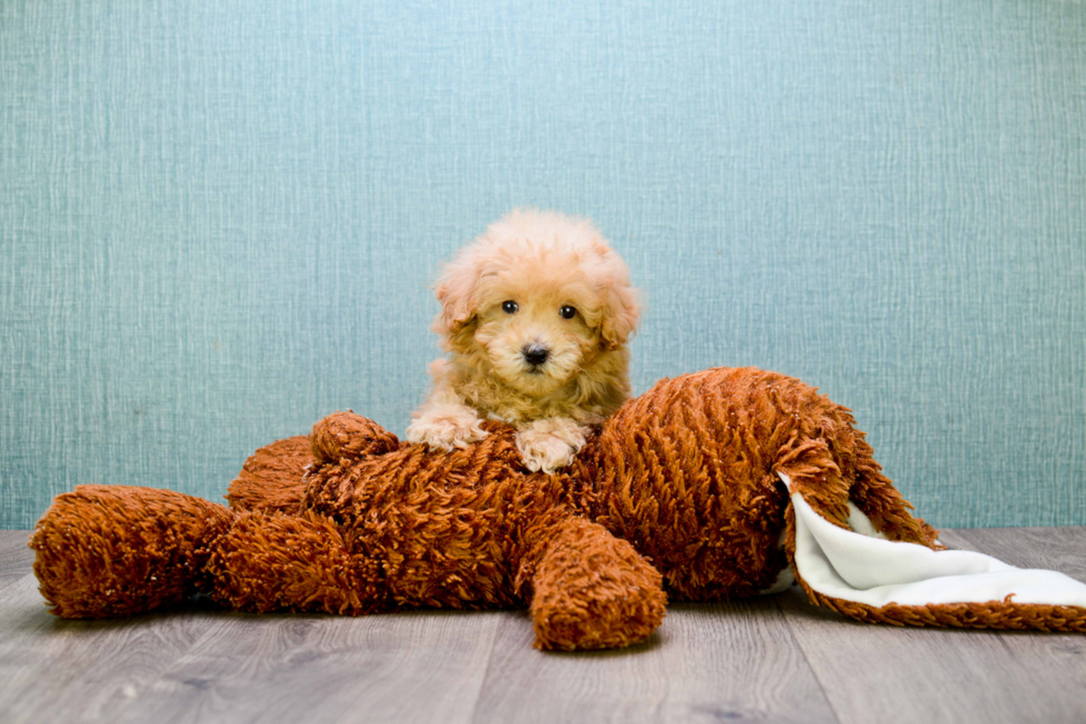 Cavapoo Pup Being Cute