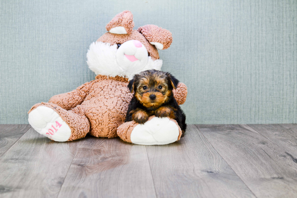 Meet Goldie - our Yorkshire Terrier Puppy Photo 