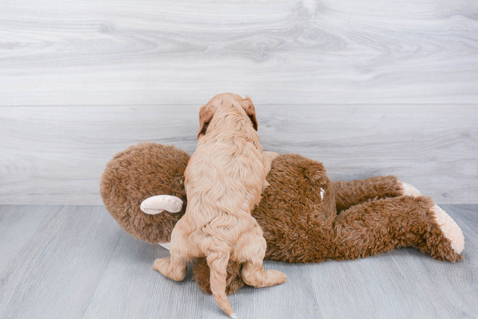 Energetic Cavoodle Poodle Mix Puppy