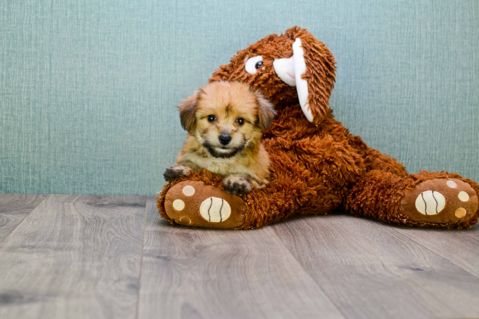 Best Morkie Baby