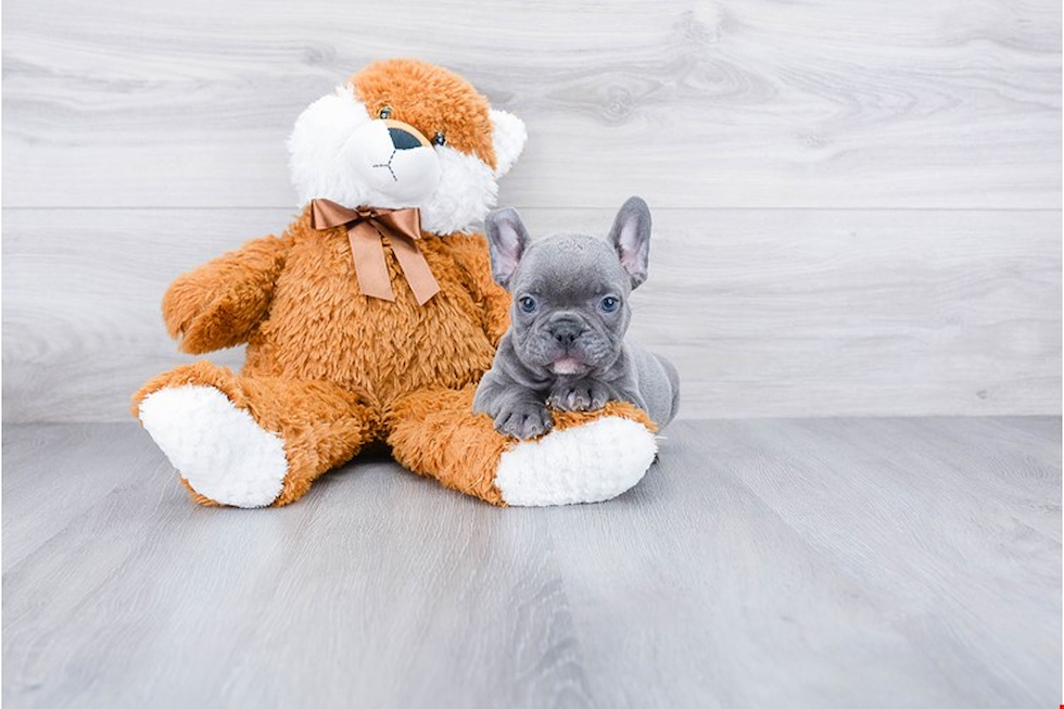 Adorable Frenchie Purebred Puppy