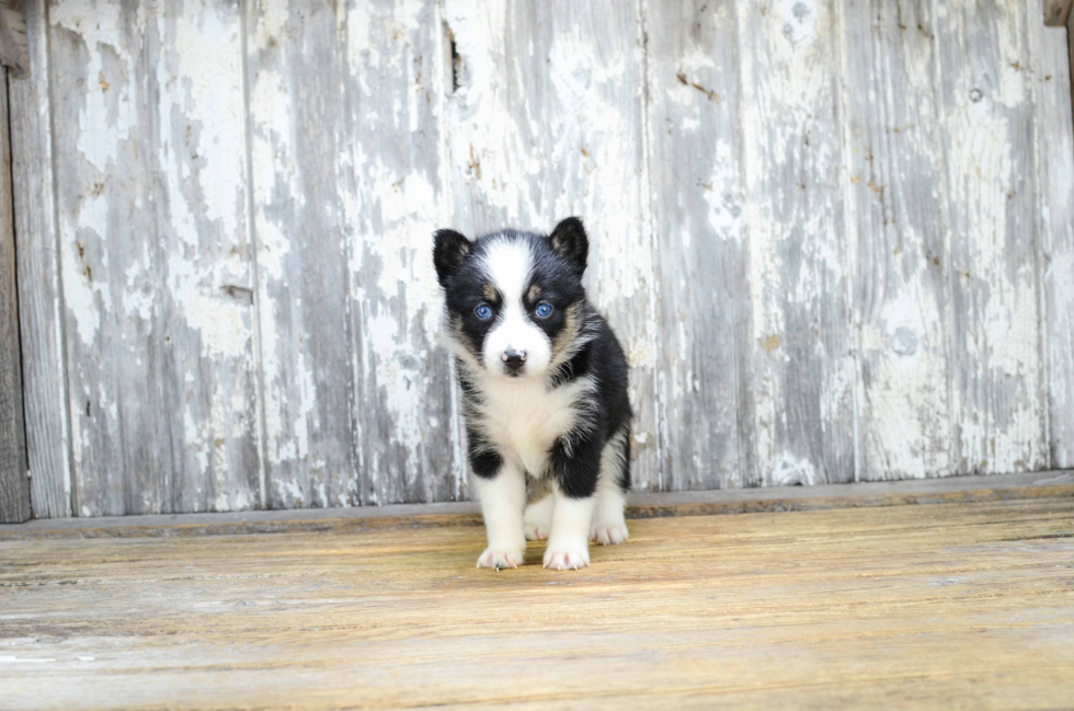 Pomsky Puppy for Adoption