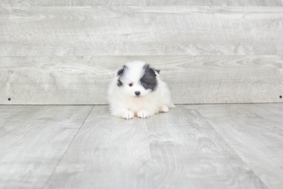 Small Pomeranian Baby