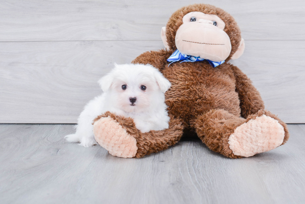 Sweet Maltese Purebred Puppy