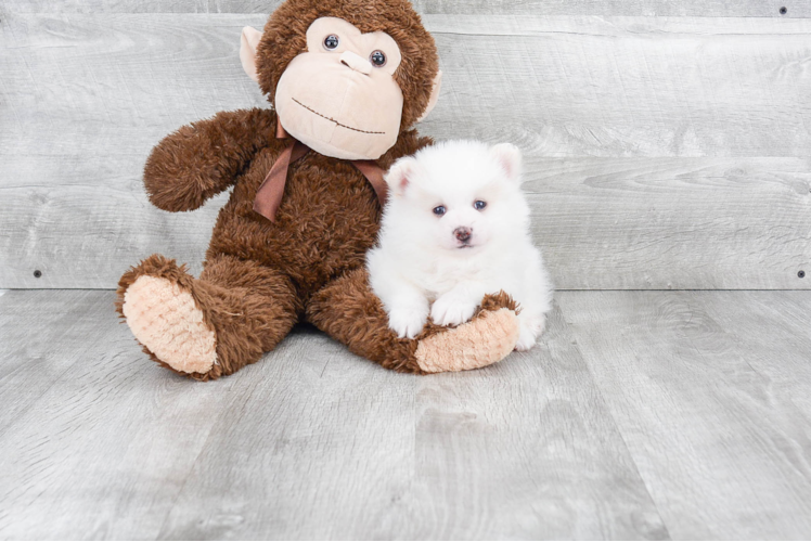 Cute Pomeranian Purebred Puppy