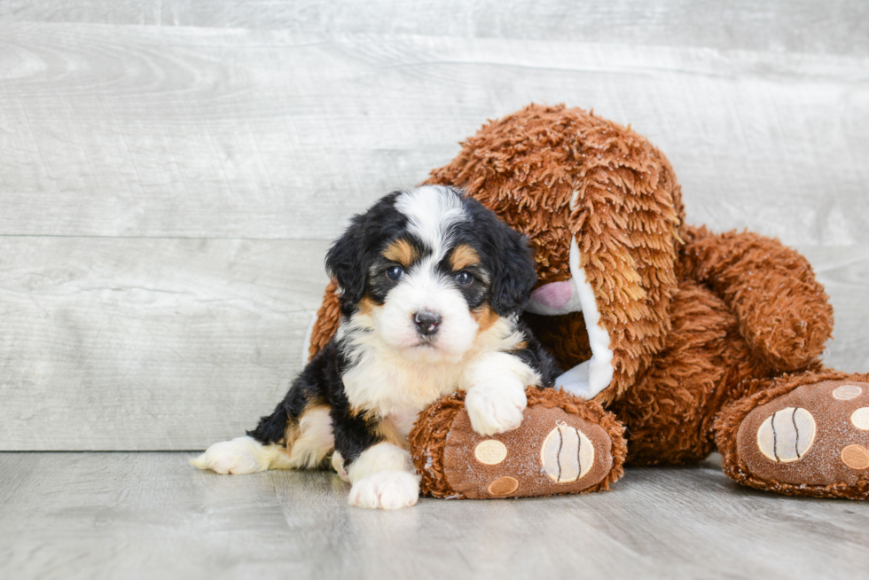 Mini Bernedoodle Puppy for Adoption