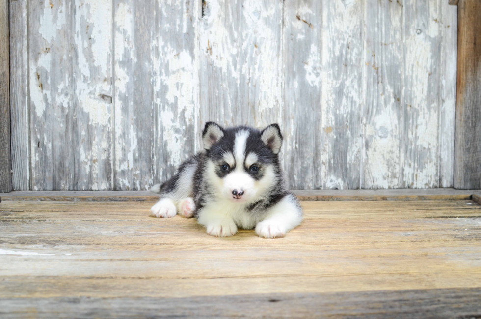 Fluffy Pomsky Designer Pup