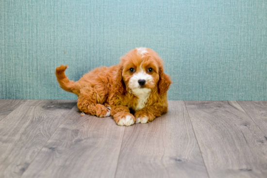 Smart Cavapoo Poodle Mix Pup