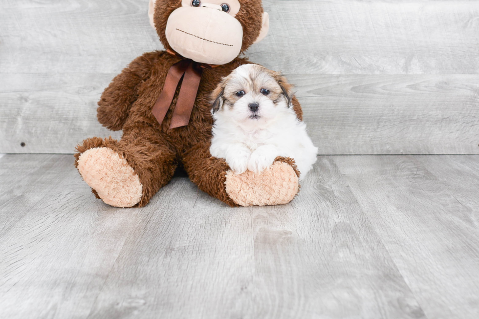 Teddy Bear Puppy for Adoption