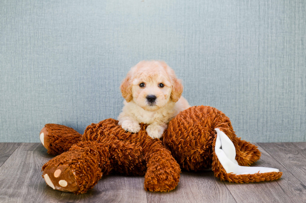 Playful Golden Retriever Poodle Mix Puppy