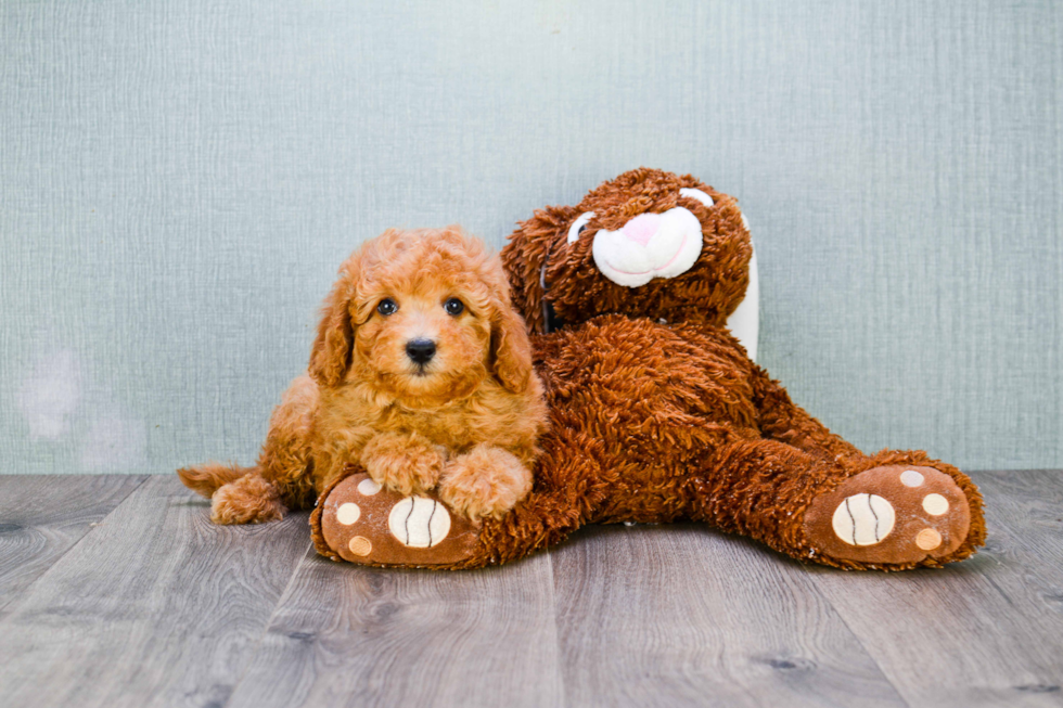 Cute Cavapoo Baby