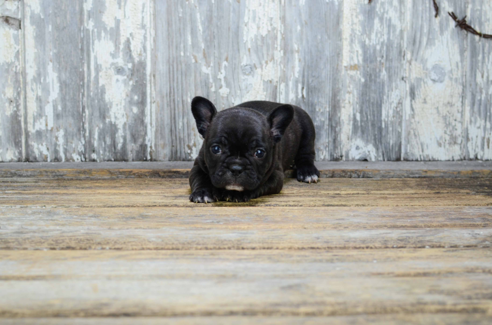 Akc Registered French Bulldog Baby