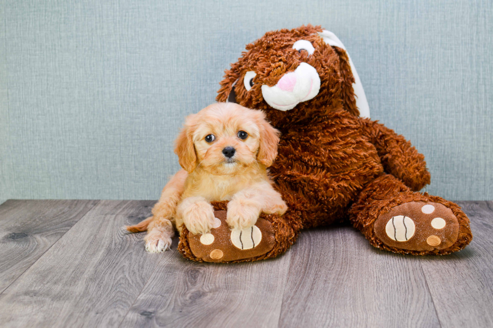 Cavapoo Pup Being Cute