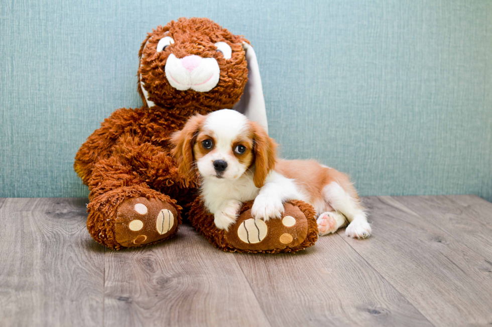 Best Cavalier King Charles Spaniel Baby