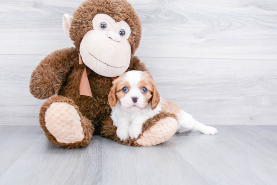 Cavalier King Charles Spaniel Puppy for Adoption